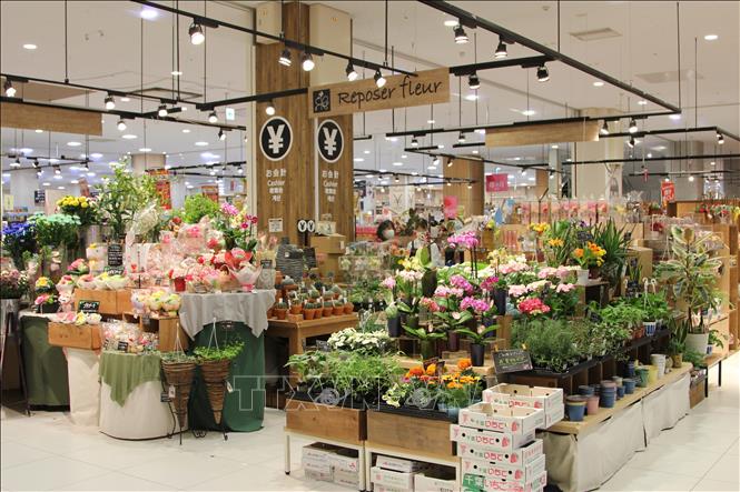Hoa Việt Nam bắt đầu có chỗ đứng ở thị trường Nhật Bản Chú thích ảnh