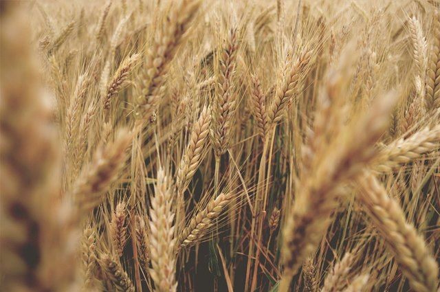Brazil thử nghiệm lúa mì biến đổi gene. Ảnh minh họa
