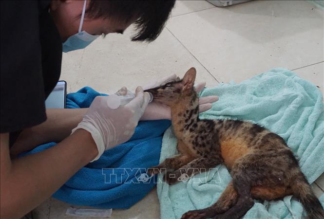 Ninh Bình: Cứu hộ thành công hai cá thể cầy vằn bắc quý hiếm Chú thích ảnh