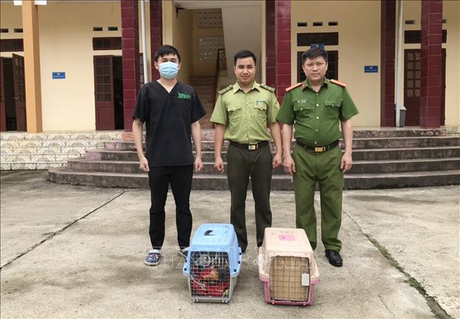 Ninh Bình: Cứu hộ thành công hai cá thể cầy vằn bắc quý hiếm Chú thích ảnh