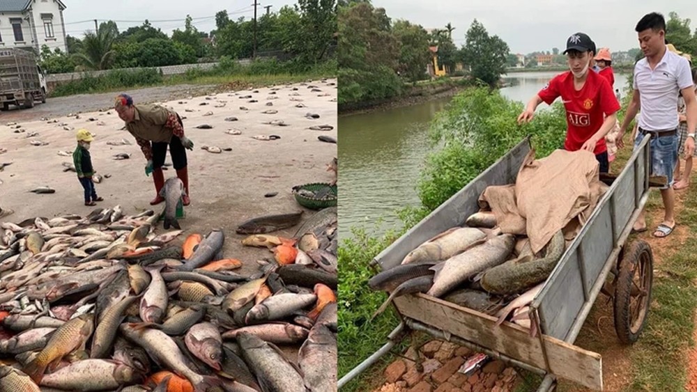 "Phiên chợ" lạ bán cá không cần cân ở Bắc Giang "Phiên chợ" lạ bán cá không cần cân ở Bắc Giang