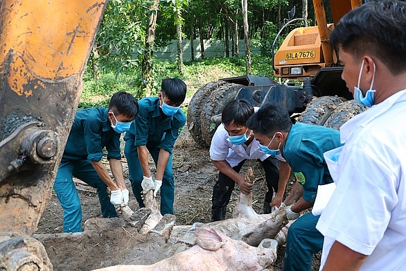 Ổ dịch tả lợn châu Phi đầu tiên ở TP.HCM nằm ở đâu? o dich ta heo chau phi dau tien phat hien o tphcm