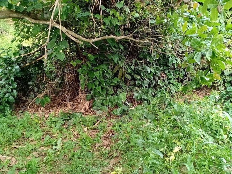 Bình Phước: Phát hiện thi thể đang phân hủy trong vườn điều