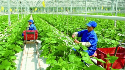 九龙江三角洲：有机农业是保护环境的最挂措施