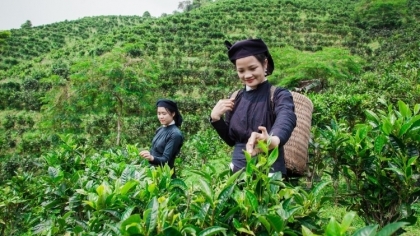 大力提升宣光省山雪茶的知名度