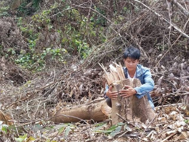 Rừng Quảng Bình liên tục "chảy máu" dù nằm cạnh trạm kiểm lâm rung tu nhien o quang binh lien tuc bi chay mau
