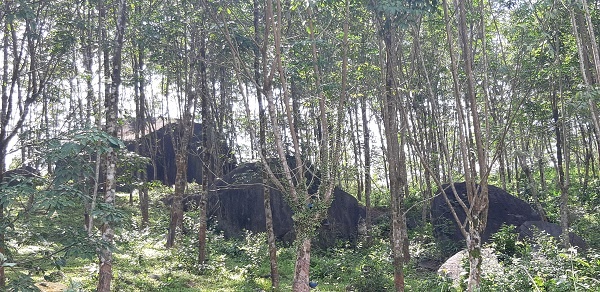 Liên bang Đức tài trợ hơn 47 tỷ đồng để bảo tồn đa dạng sinh học rừng tại Huế lien bang duc tai tro hon 47 ty dong de bao ton da dang sinh hoc rung tai hue
