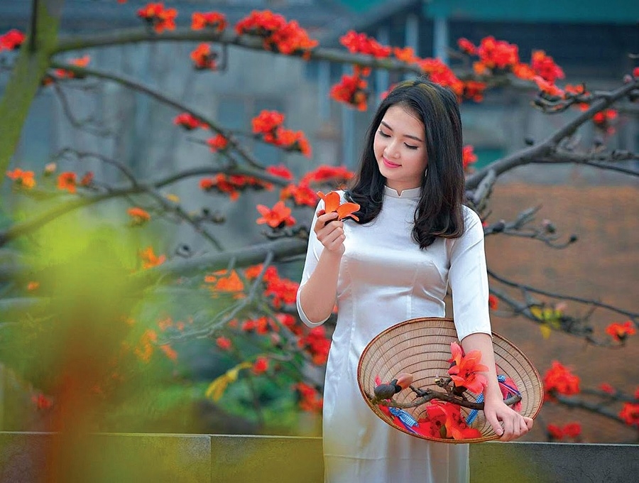 Stunninng beauty of red silk cotton flowers in March Stunninng beauty of red silk cotton flowers in March