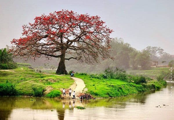 Stunninng beauty of red silk cotton flowers in March Stunninng beauty of red silk cotton flowers in March