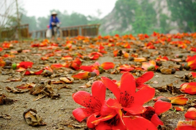 Stunninng beauty of red silk cotton flowers in March Stunninng beauty of red silk cotton flowers in March