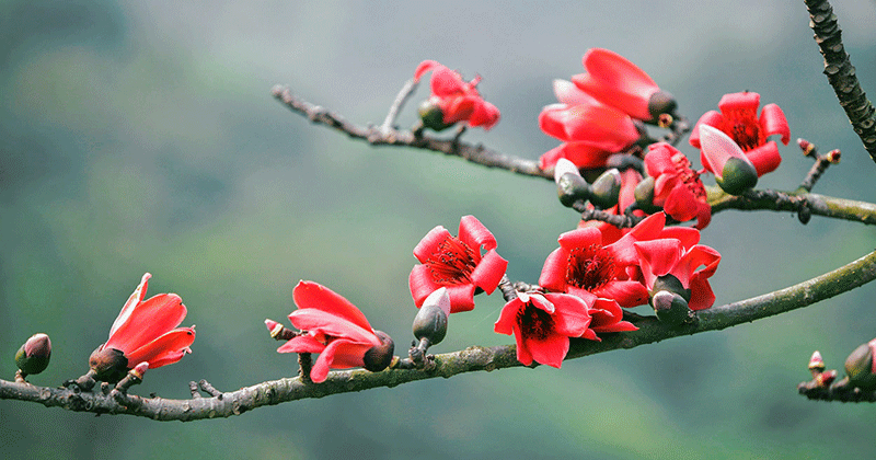 Stunninng beauty of red silk cotton flowers in March 1257-hoa-gao-1