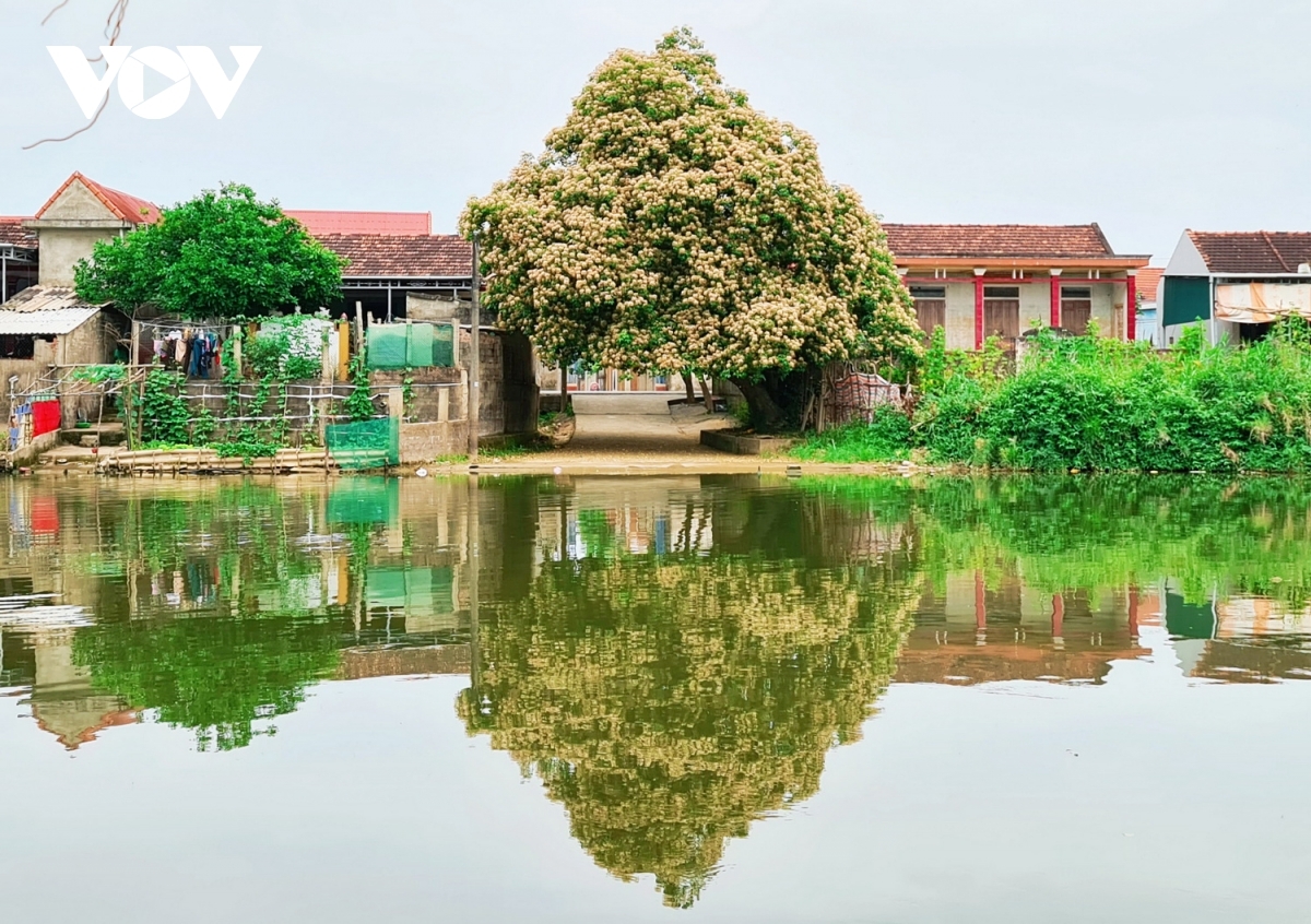 In photos: Rustic beauty of caper flowers on the Kien Giang riverbank In photos: Rustic beauty of caper flowers on the Kien Giang riverbank