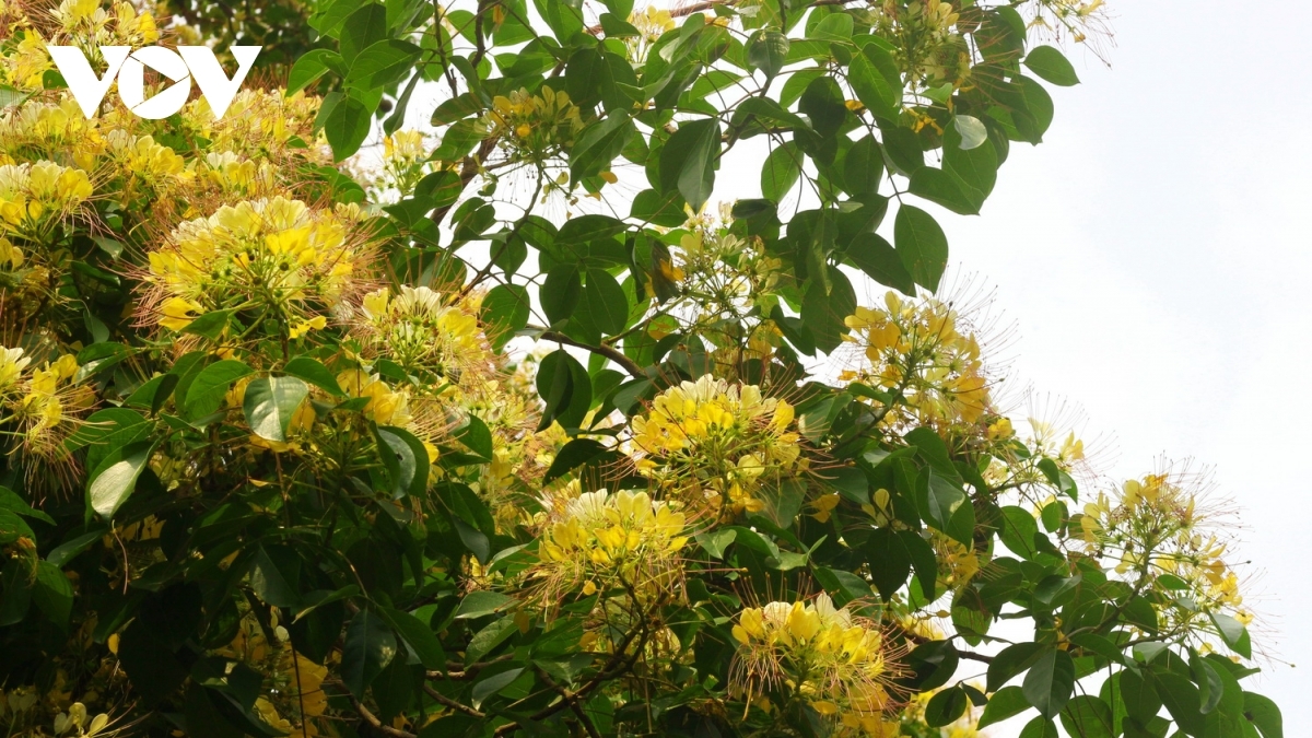 In photos: Rustic beauty of caper flowers on the Kien Giang riverbank In photos: Rustic beauty of caper flowers on the Kien Giang riverbank