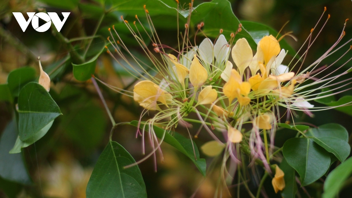 In photos: Rustic beauty of caper flowers on the Kien Giang riverbank In photos: Rustic beauty of caper flowers on the Kien Giang riverbank