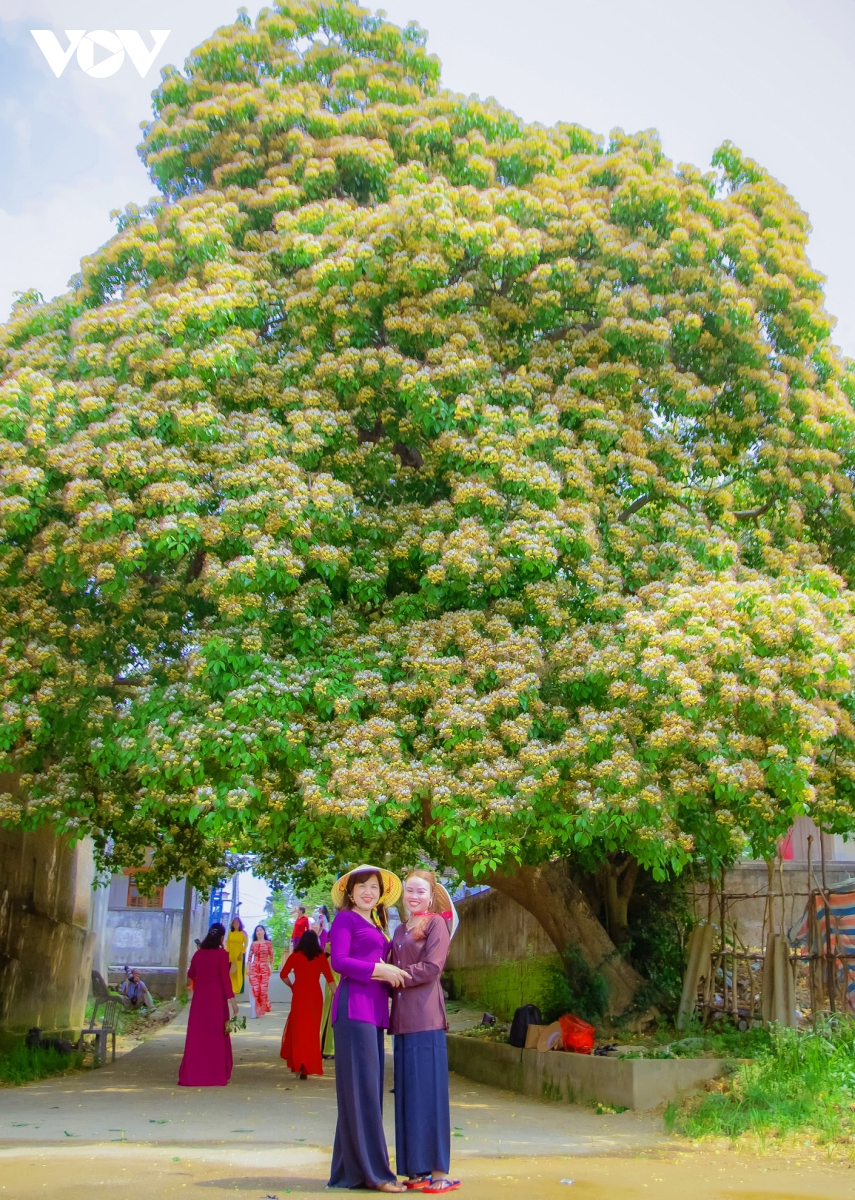 In photos: Rustic beauty of caper flowers on the Kien Giang riverbank In photos: Rustic beauty of caper flowers on the Kien Giang riverbank