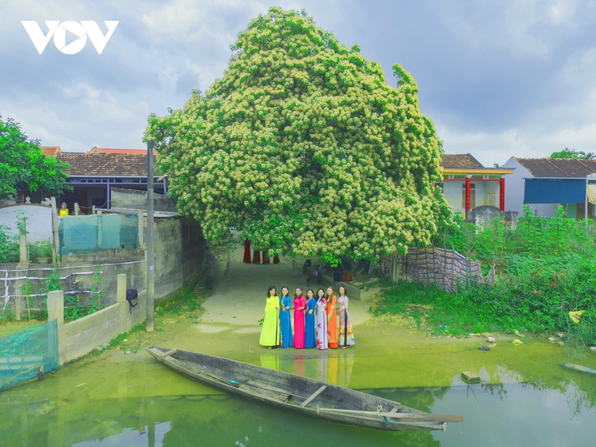 In photos: Rustic beauty of caper flowers on the Kien Giang riverbank In photos: Rustic beauty of caper flowers on the Kien Giang riverbank