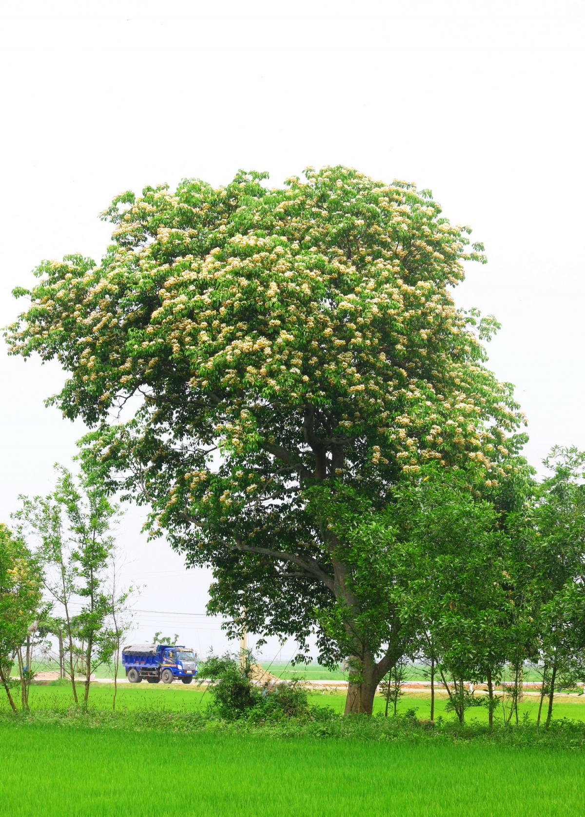 In photos: Rustic beauty of caper flowers on the Kien Giang riverbank In photos: Rustic beauty of caper flowers on the Kien Giang riverbank