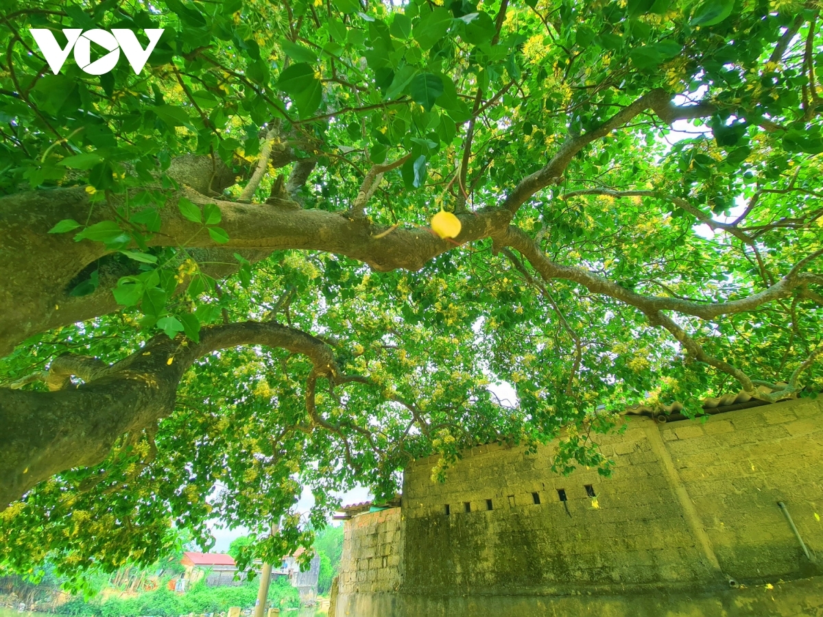 In photos: Rustic beauty of caper flowers on the Kien Giang riverbank In photos: Rustic beauty of caper flowers on the Kien Giang riverbank