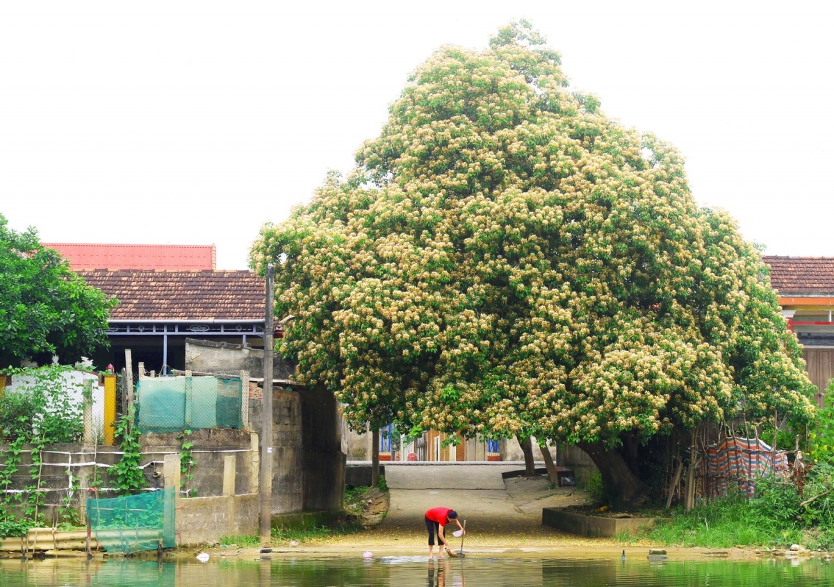 In photos: Rustic beauty of caper flowers on the Kien Giang riverbank In photos: Rustic beauty of caper flowers on the Kien Giang riverbank