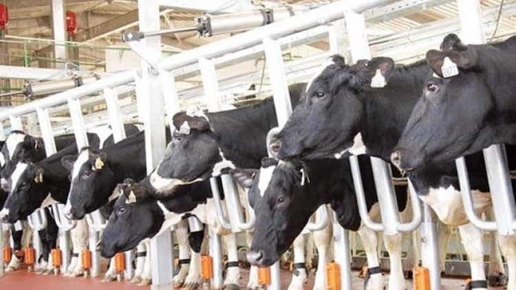 Photo: VOV 3215-dairy-cows-2