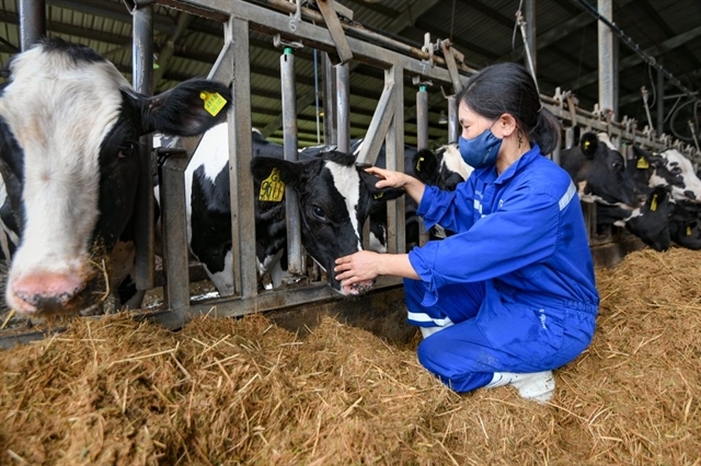 Vinamilk imports over 2,100 dairy cows from the US Vietnamese dairy giant imports over 2,100 dairy cows from the US