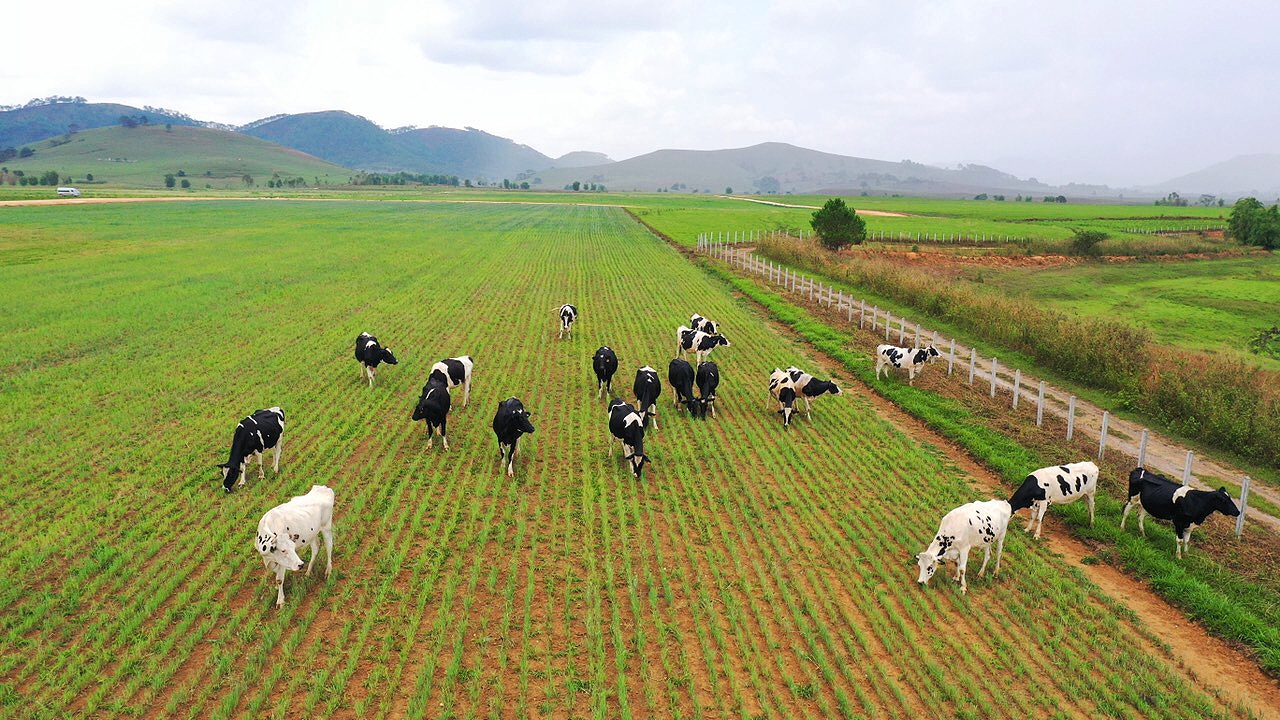 Vinamilk imports over 2,100 dairy cows from the US Vietnamese dairy giant imports over 2,100 dairy cows from the US
