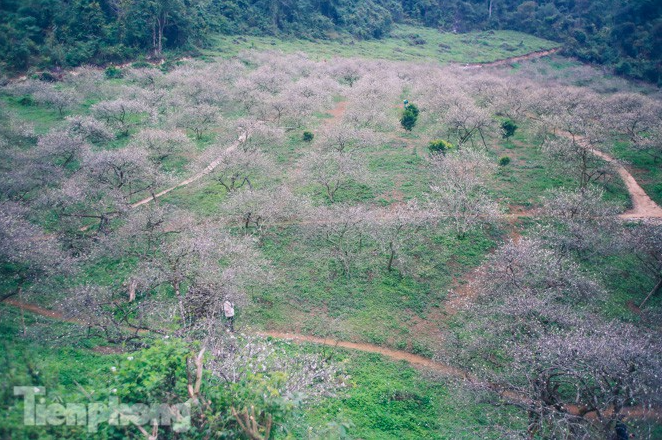 Plum blossoms turns Moc Chau into a white paradise Plum blossoms turns Moc Chau into a white paradise