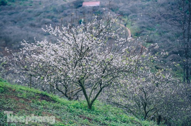 Plum blossoms turns Moc Chau into a white paradise Plum blossoms turns Moc Chau into a white paradise