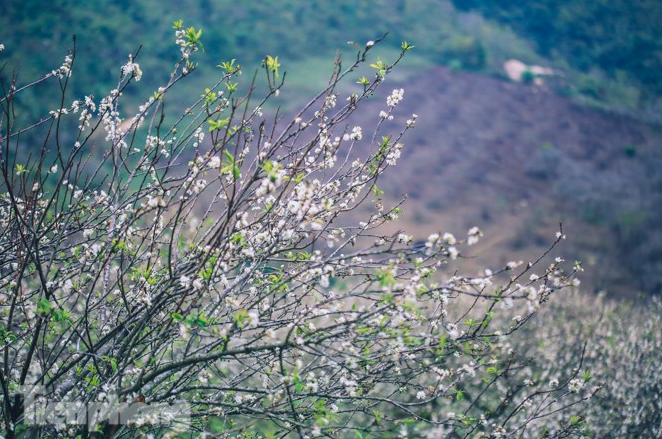 Plum blossoms turns Moc Chau into a white paradise Plum blossoms turns Moc Chau into a white paradise