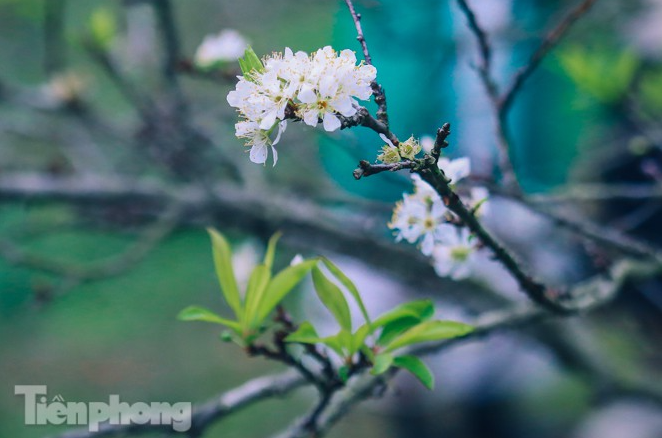 Plum blossoms turns Moc Chau into a white paradise Plum blossoms turns Moc Chau into a white paradise