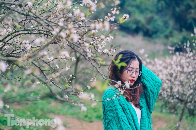 Plum blossoms turns Moc Chau into a white paradise Plum blossoms turns Moc Chau into a white paradise