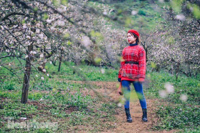 Plum blossoms turns Moc Chau into a white paradise Plum blossoms turns Moc Chau into a white paradise