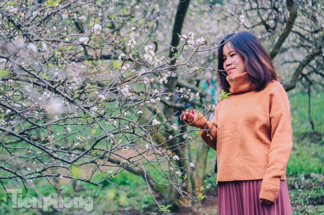 Plum blossoms turns Moc Chau into a white paradise Plum blossoms turns Moc Chau into a white paradise