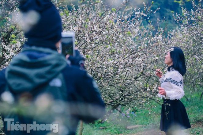 Plum blossoms turns Moc Chau into a white paradise Plum blossoms turns Moc Chau into a white paradise