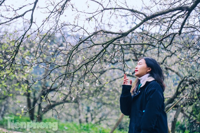 Plum blossoms turns Moc Chau into a white paradise Plum blossoms turns Moc Chau into a white paradise
