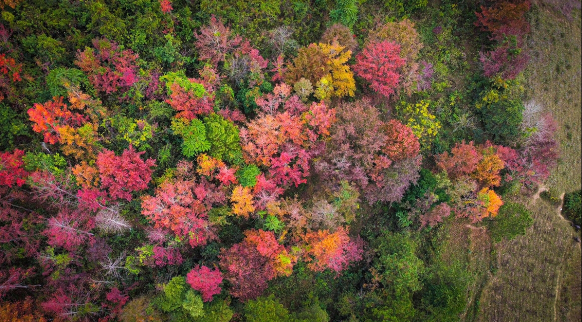 Cao Bang maple forest "dyed" auburn in cold weather