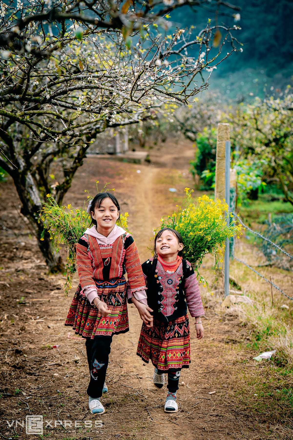 vietnam highland shines in flower season