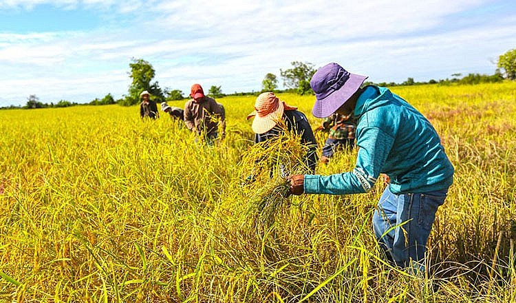 Cambodian Rice Export to Vietnam Earns 75% Year-on-year Increase Cambodian Rice Export to Vietnam Earns 75% Year-on-year Increase
