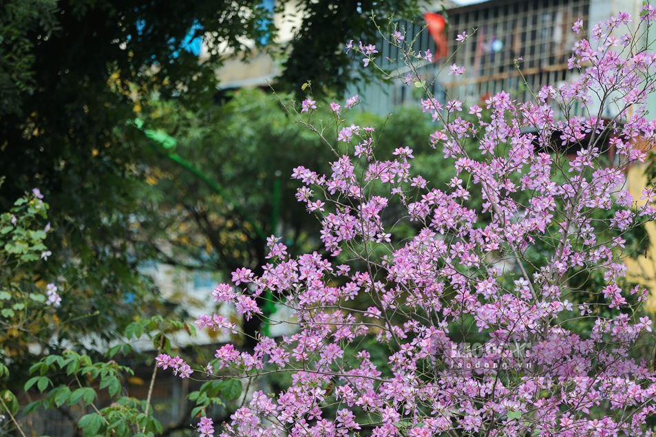 northwest mountain ebony bloom briliantly in hanoi
