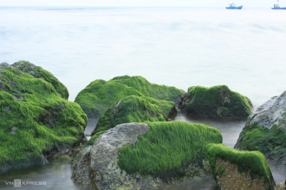 moss season in ly son island