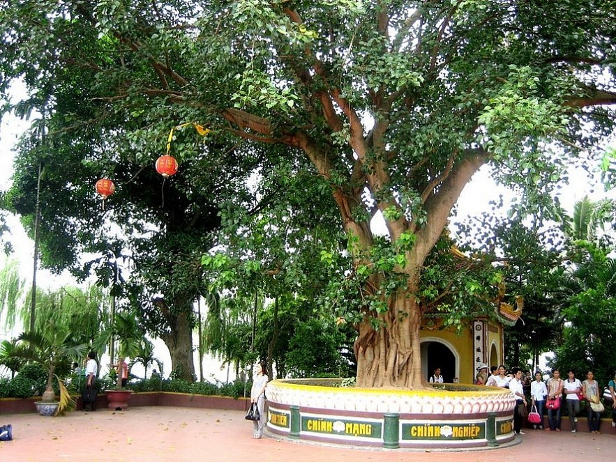 India's Sacred Tree Grows Strong in Vietnam India's Sacred Tree Grows Strong in Vietnam
