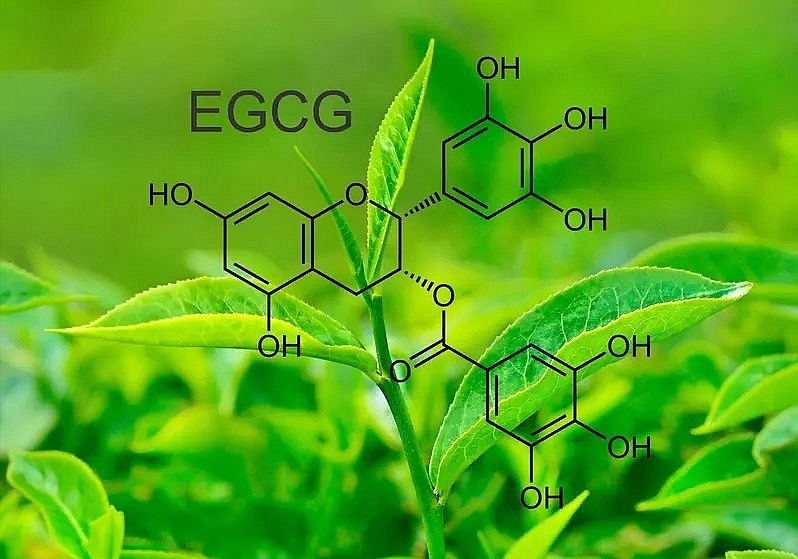 Antioxidant Effects in Green Tea: Secret to a Healthy and Energetic Lifestyle Antioxidant Effects in Green Tea: Secret to a Healthy and Energetic Lifestyle