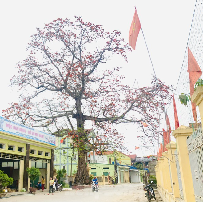 150-year-old silk-cotton tree in Nghe An recognized as Vietnam Heritage Tree 150 year-old silk-cotton tree in Nghe An recognized as Vietnam Heritage Tree