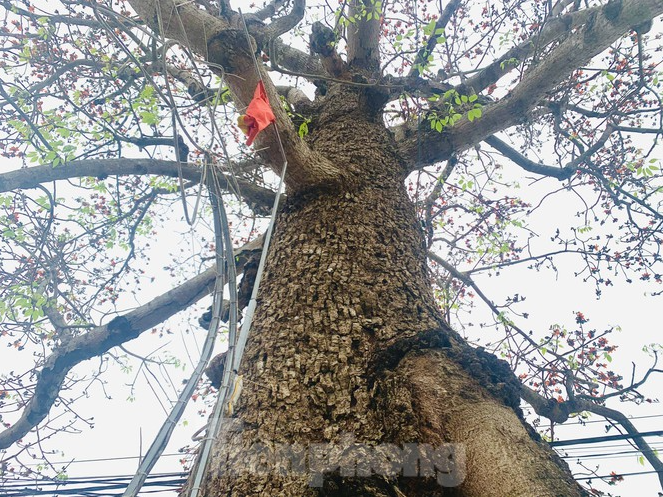150-year-old silk-cotton tree in Nghe An recognized as Vietnam Heritage Tree 150 year-old silk-cotton tree in Nghe An recognized as Vietnam Heritage Tree