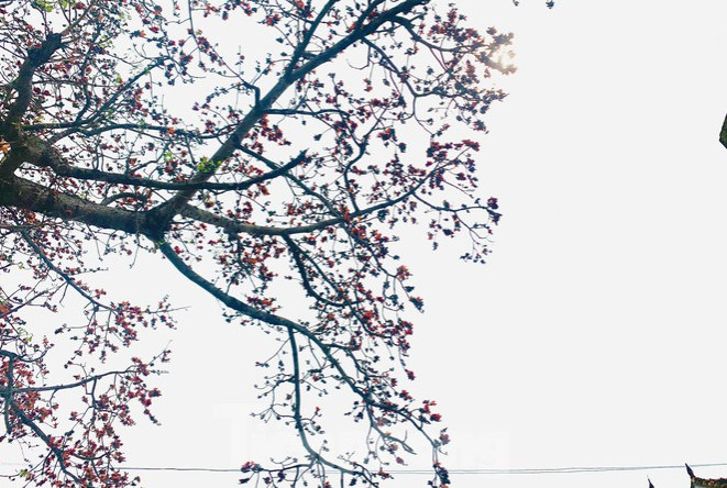 150-year-old silk-cotton tree in Nghe An recognized as Vietnam Heritage Tree 150 year-old silk-cotton tree in Nghe An recognized as Vietnam Heritage Tree