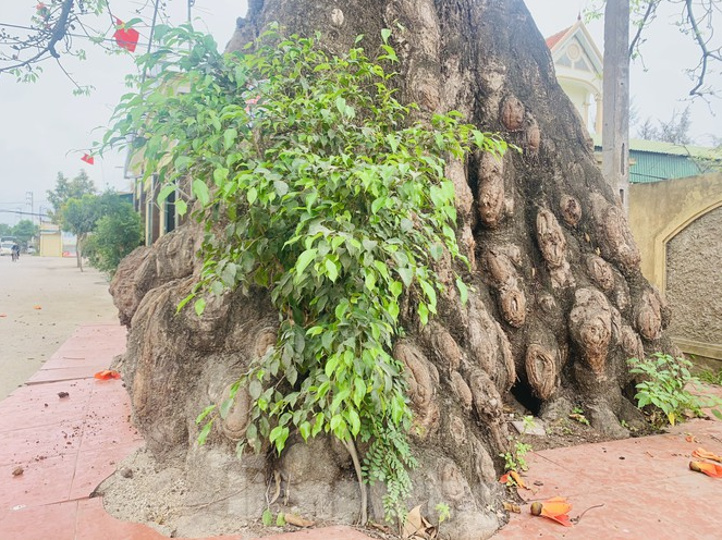 150-year-old silk-cotton tree in Nghe An recognized as Vietnam Heritage Tree 150 year-old silk-cotton tree in Nghe An recognized as Vietnam Heritage Tree