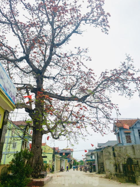 150-year-old silk-cotton tree in Nghe An recognized as Vietnam Heritage Tree 150 year-old silk-cotton tree in Nghe An recognized as Vietnam Heritage Tree