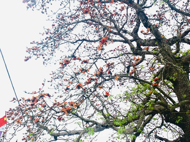 150-year-old silk-cotton tree in Nghe An recognized as Vietnam Heritage Tree 150 year-old silk-cotton tree in Nghe An recognized as Vietnam Heritage Tree