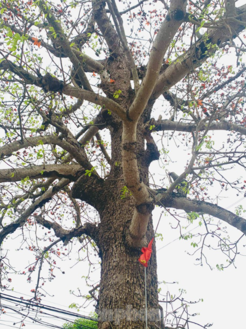 150-year-old silk-cotton tree in Nghe An recognized as Vietnam Heritage Tree 150 year-old silk-cotton tree in Nghe An recognized as Vietnam Heritage Tree