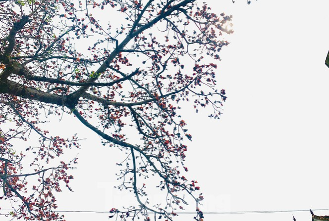150-year-old silk-cotton tree in Nghe An recognized as Vietnam Heritage Tree 150 year-old silk-cotton tree in Nghe An recognized as Vietnam Heritage Tree